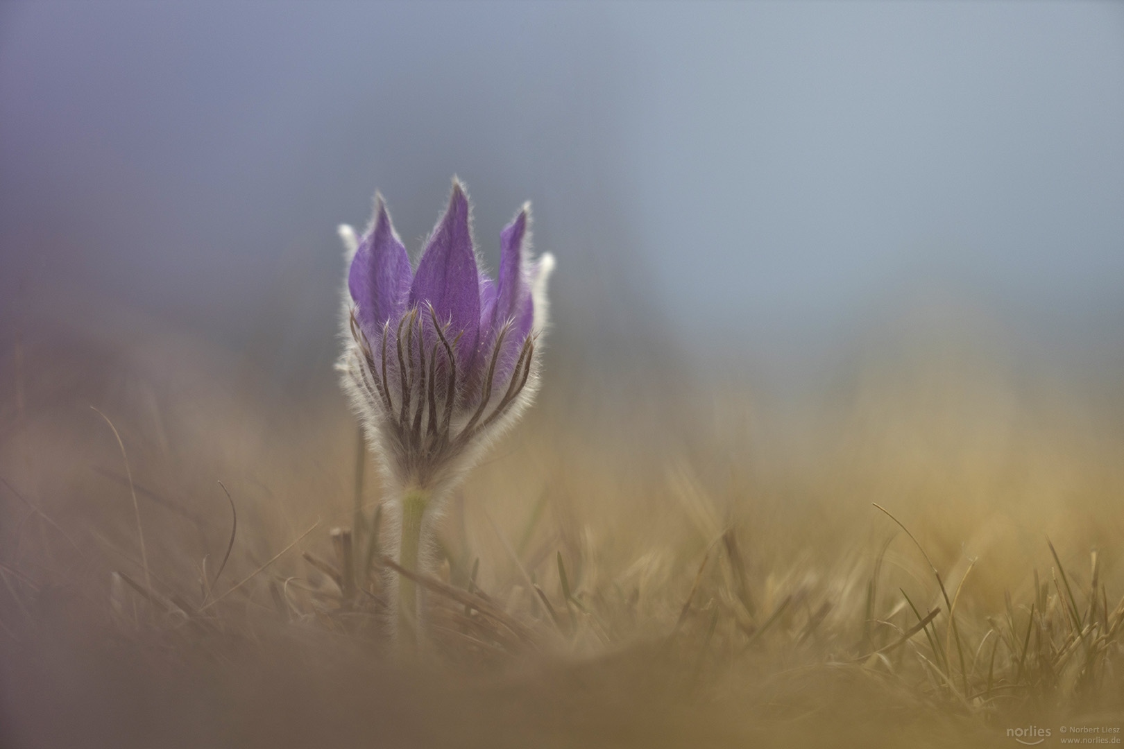 pulsatilla vulgaris in the mood