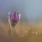 pulsatilla vulgaris in the mood