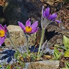 Pulsatilla vulgaris in violett vom 24.03. 2022