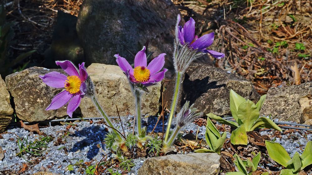 Pulsatilla vulgaris in violett vom 24.03. 2022