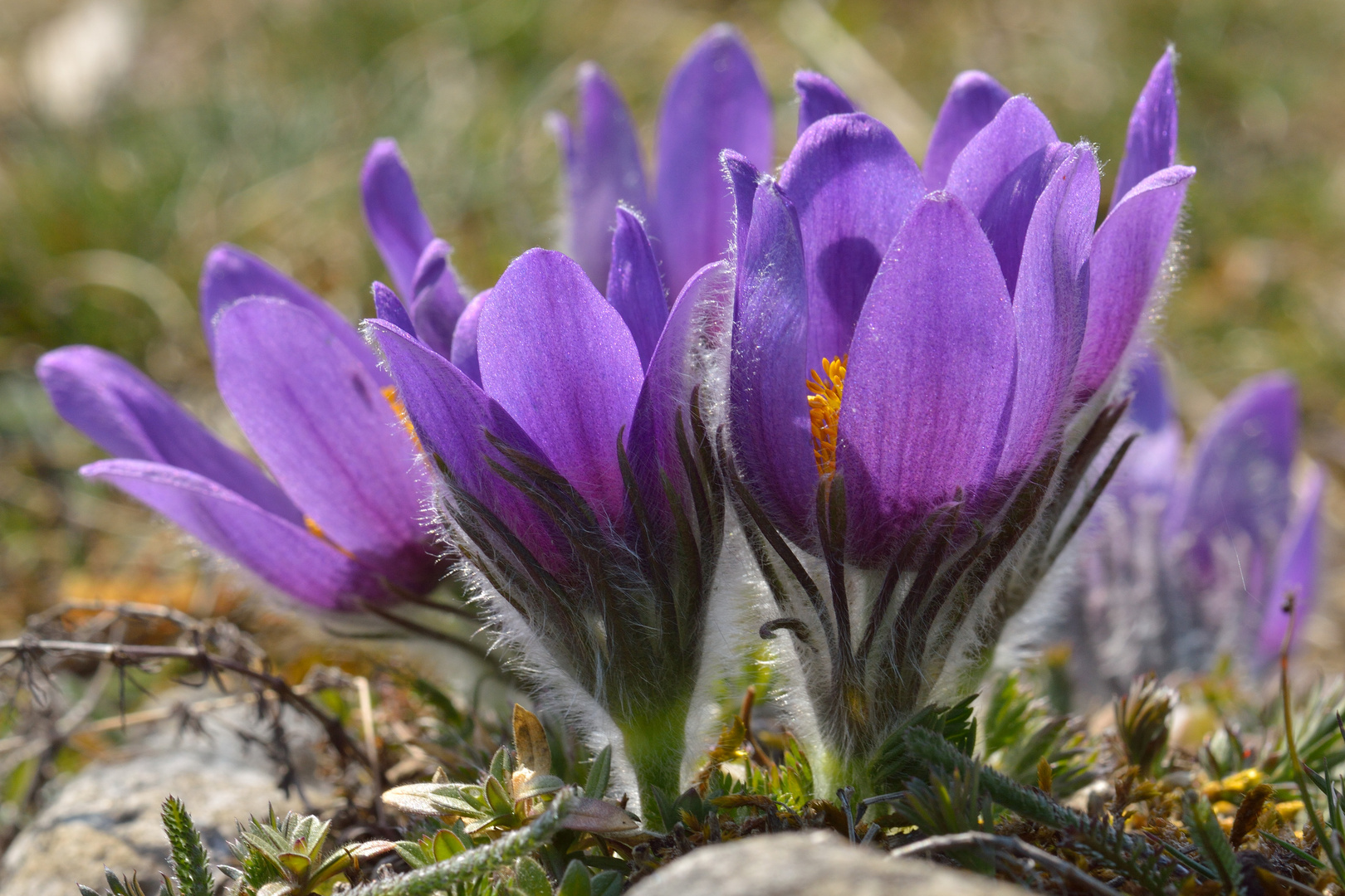 Pulsatilla vulgaris, Küchenschelle