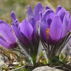 Pulsatilla vulgaris, Küchenschelle