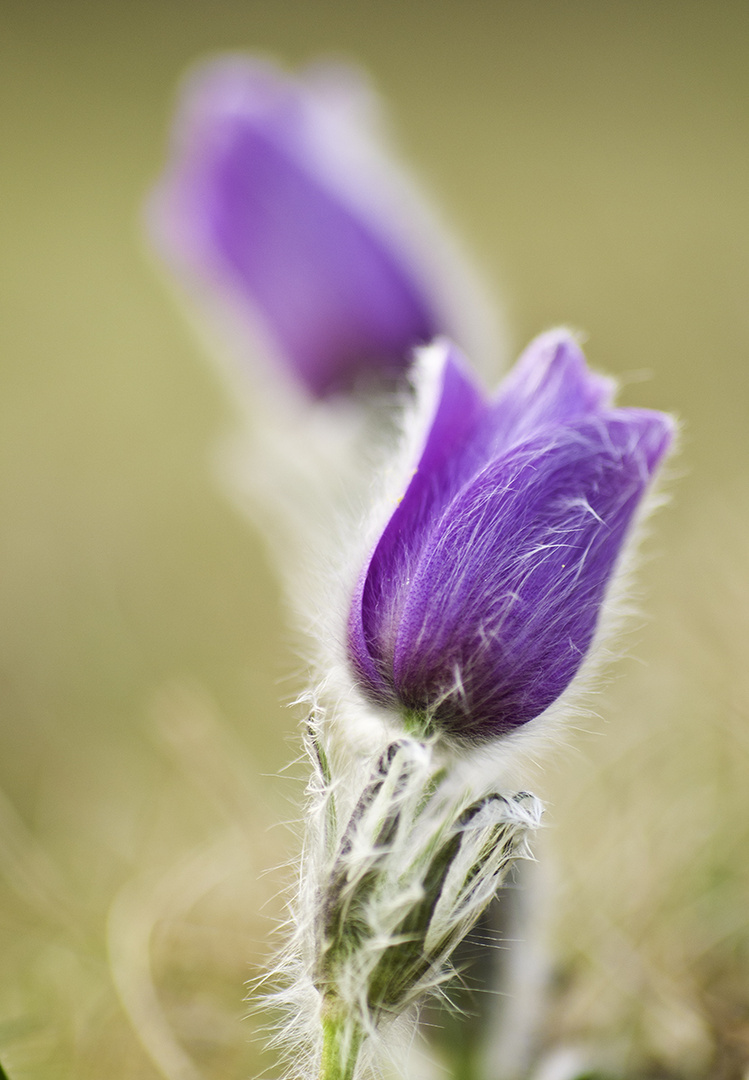 Pulsatilla Vulgaris ( Küchenschelle )