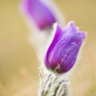 Pulsatilla Vulgaris ( Küchenschelle )