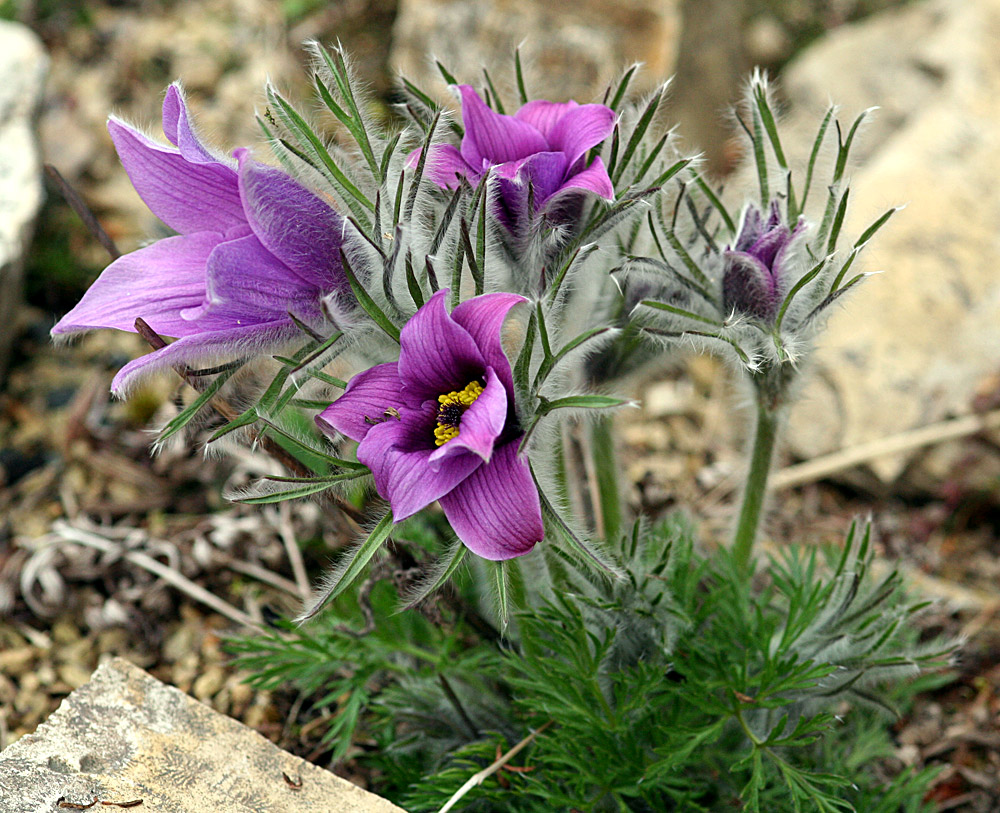 Pulsatilla vulgaris - Küchenschelle