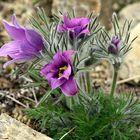 Pulsatilla vulgaris - Küchenschelle