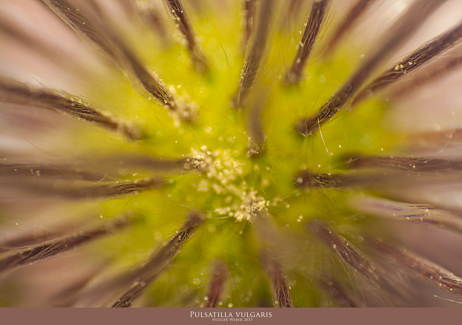 Pulsatilla vulgaris - Küchenschelle