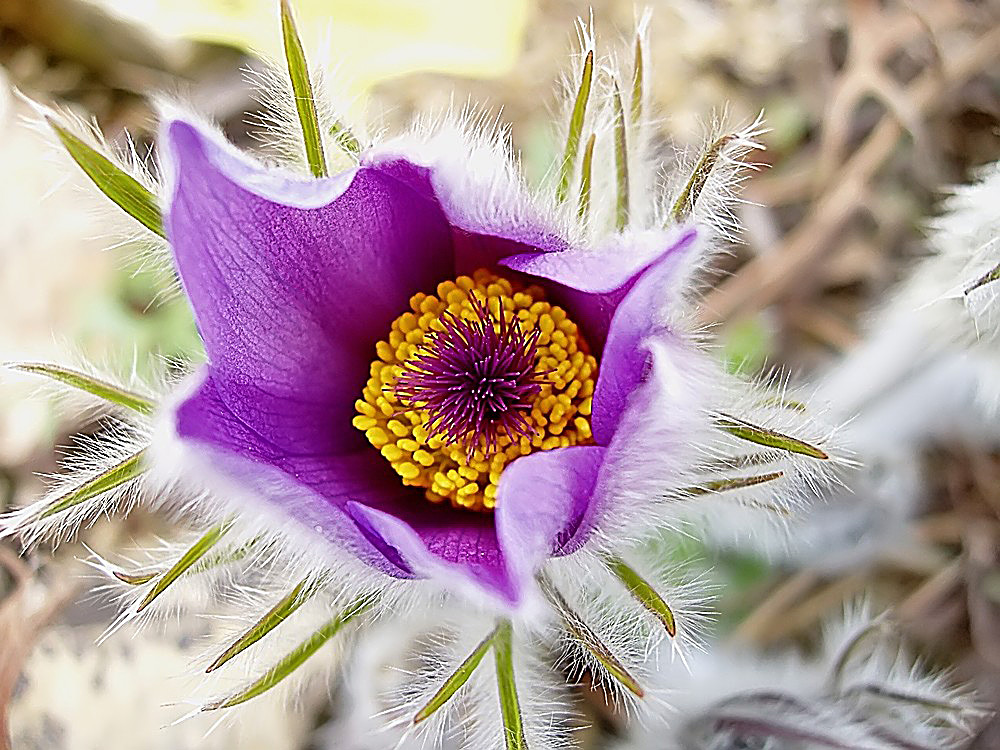 Pulsatilla vulgaris - Küchenschelle