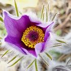 Pulsatilla vulgaris - Küchenschelle