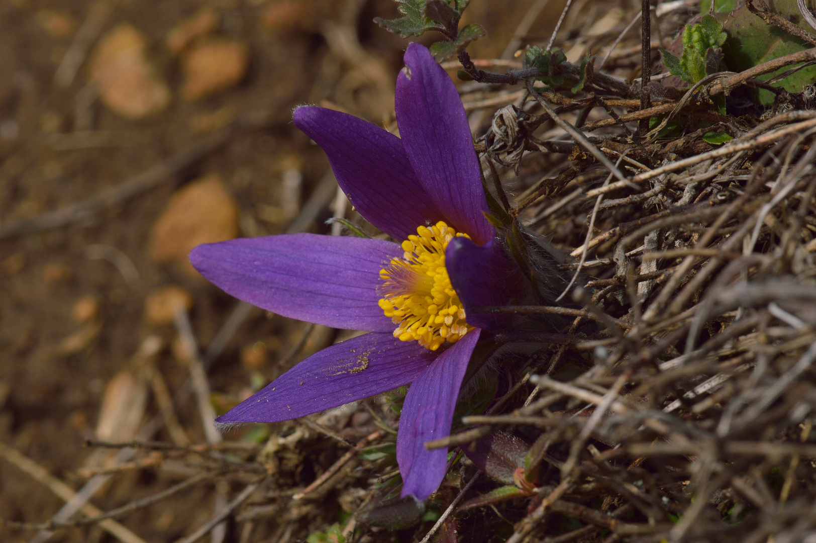 Pulsatilla vulgaris, Küchenschelle