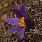 Pulsatilla vulgaris, Küchenschelle