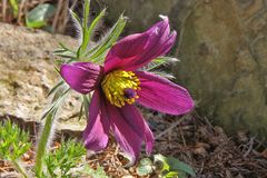 Pulsatilla vulgaris - Küchenschelle