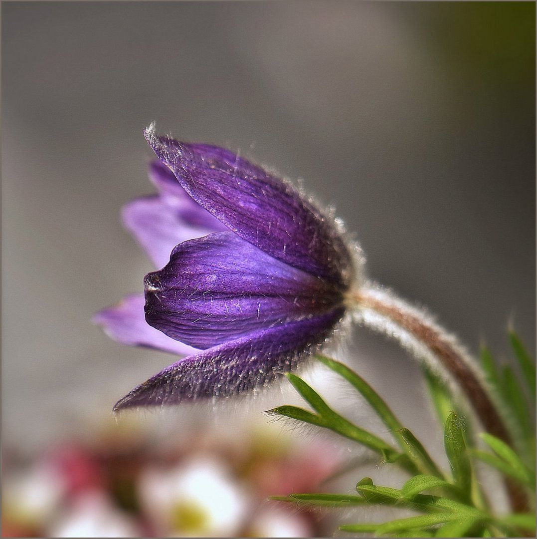 Pulsatilla vulgaris ( Küchenschelle )