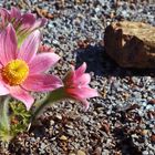 Pulsatilla vulgaris - Küchenschelle einer holländischen Züchtung...