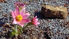 Pulsatilla vulgaris - Küchenschelle einer holländischen Züchtung...