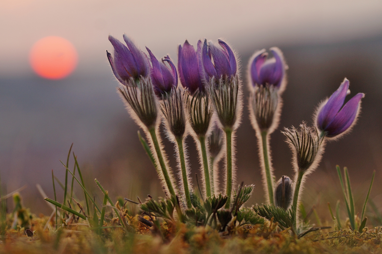 Pulsatilla vulgaris (Küchenschellen) 