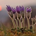 Pulsatilla vulgaris (Küchenschellen) 