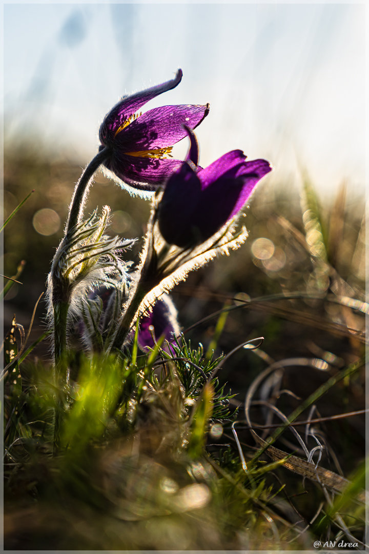 Pulsatilla vulgaris Küchenschellen in Nideggen - Bürvenich