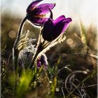 Pulsatilla vulgaris Küchenschellen in Nideggen - Bürvenich