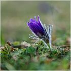 Pulsatilla vulgaris Küchenschellen in Nideggen - Bürvenich