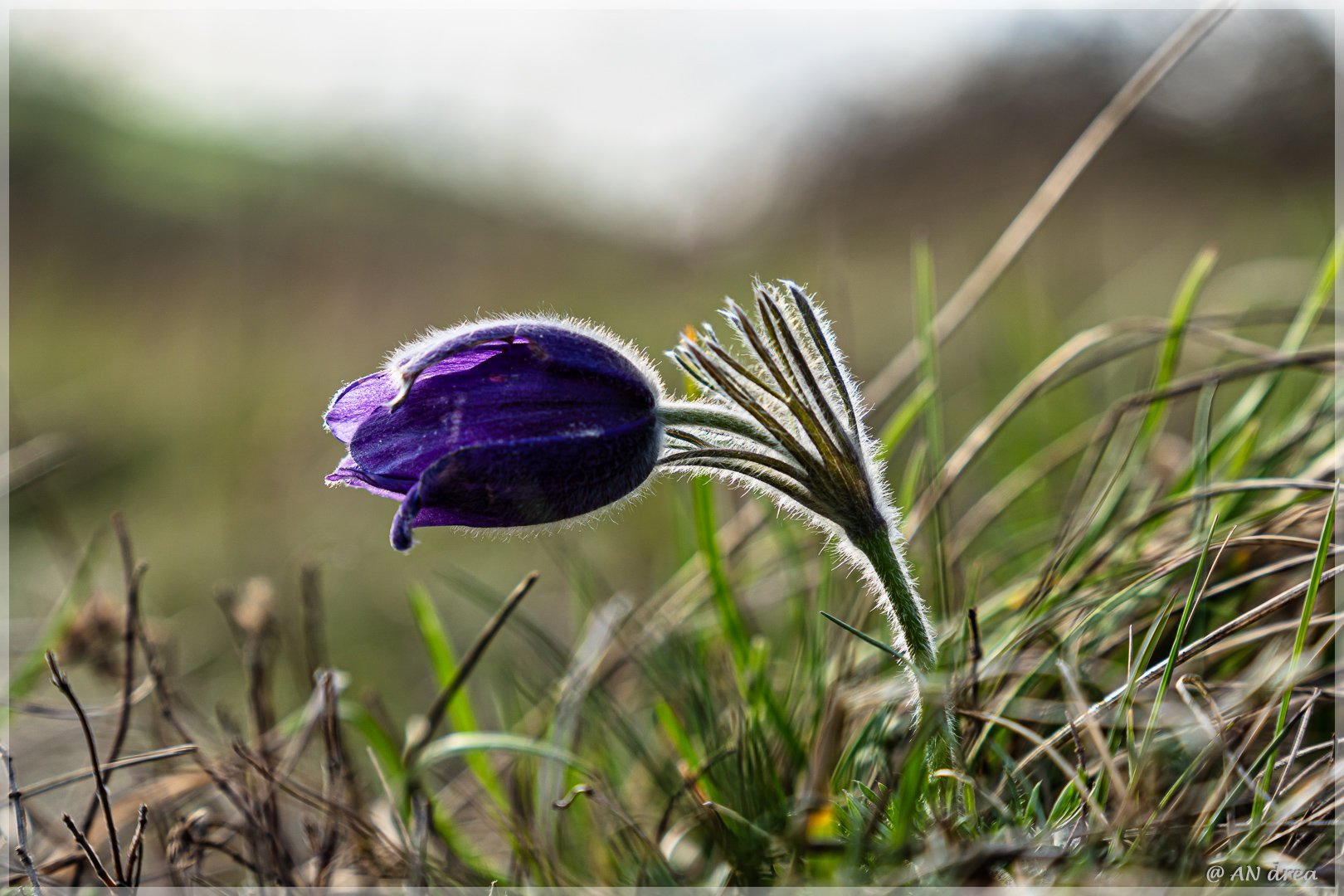 Pulsatilla vulgaris Küchenschellen in Nideggen - Bürvenich