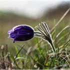 Pulsatilla vulgaris Küchenschellen in Nideggen - Bürvenich