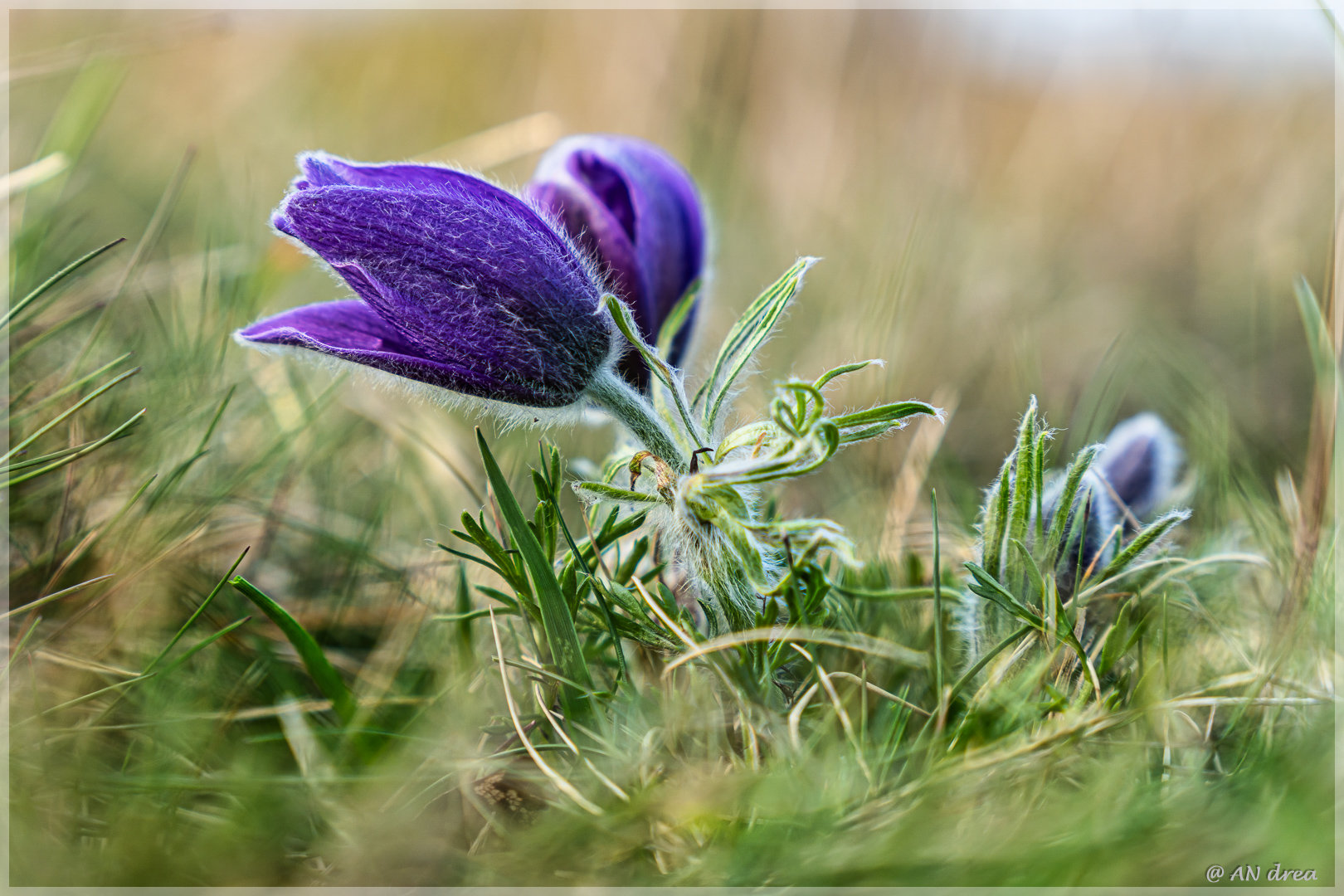 Pulsatilla vulgaris Küchenschellen in Nideggen - Bürvenich