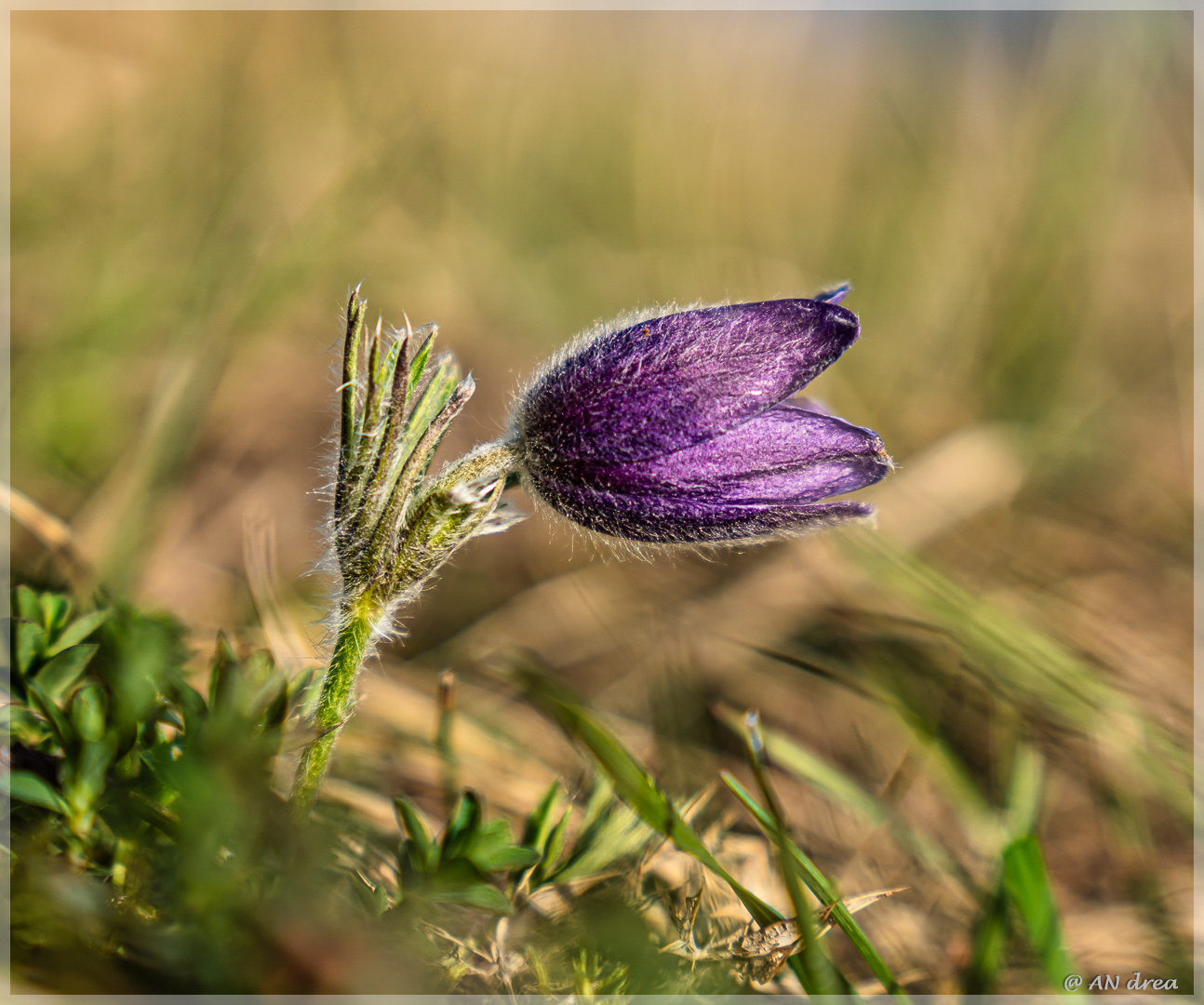 Pulsatilla vulgaris Küchenschellen in Nideggen - Bürvenich