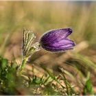 Pulsatilla vulgaris Küchenschellen in Nideggen - Bürvenich