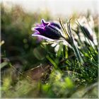 Pulsatilla vulgaris Küchenschellen in Nideggen - Bürvenich