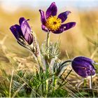 Pulsatilla vulgaris Küchenschellen in Nideggen - Bürvenich