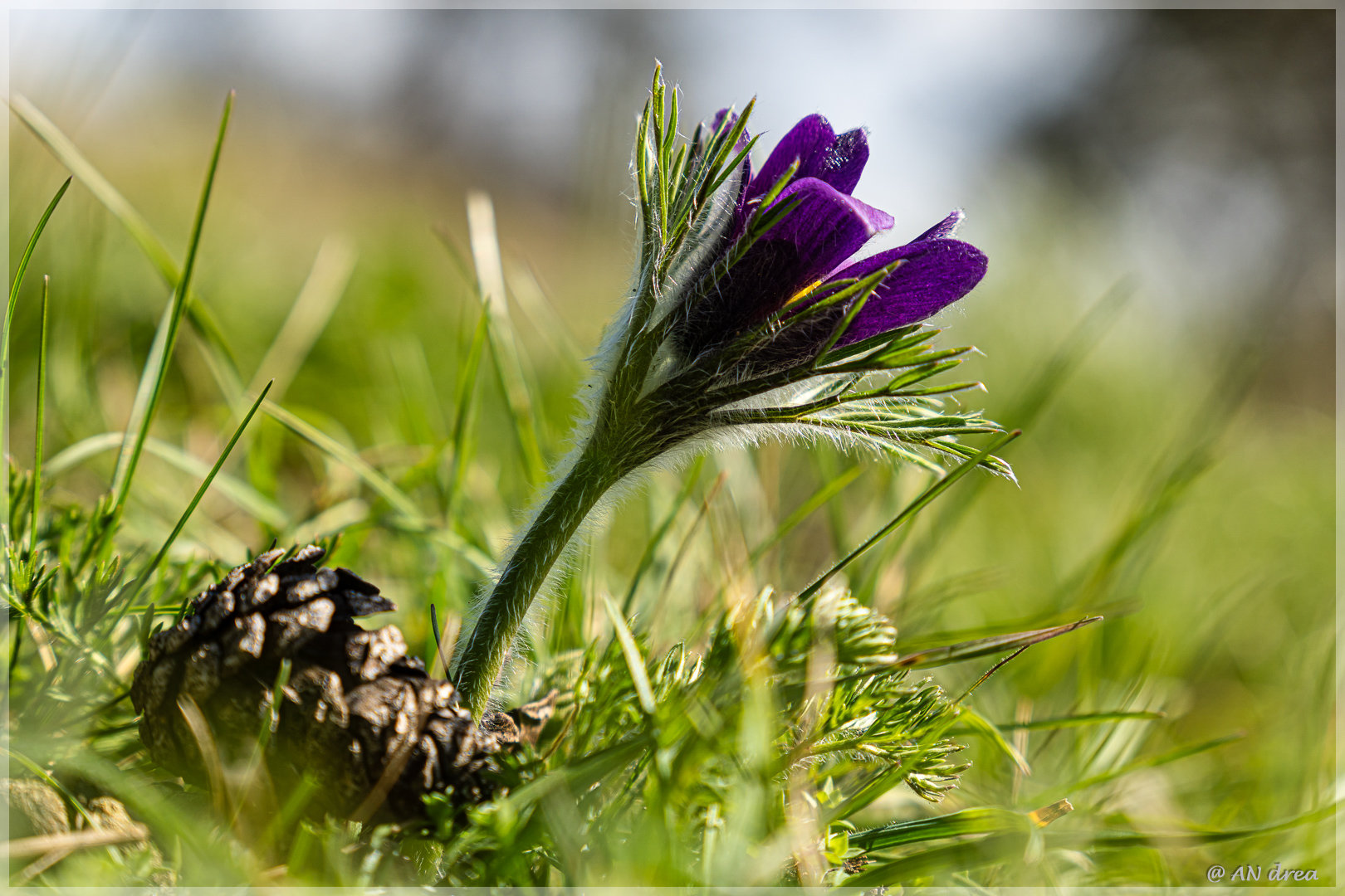 Pulsatilla vulgaris Küchenschellen in Nideggen - Muldenau