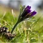 Pulsatilla vulgaris Küchenschellen in Nideggen - Muldenau