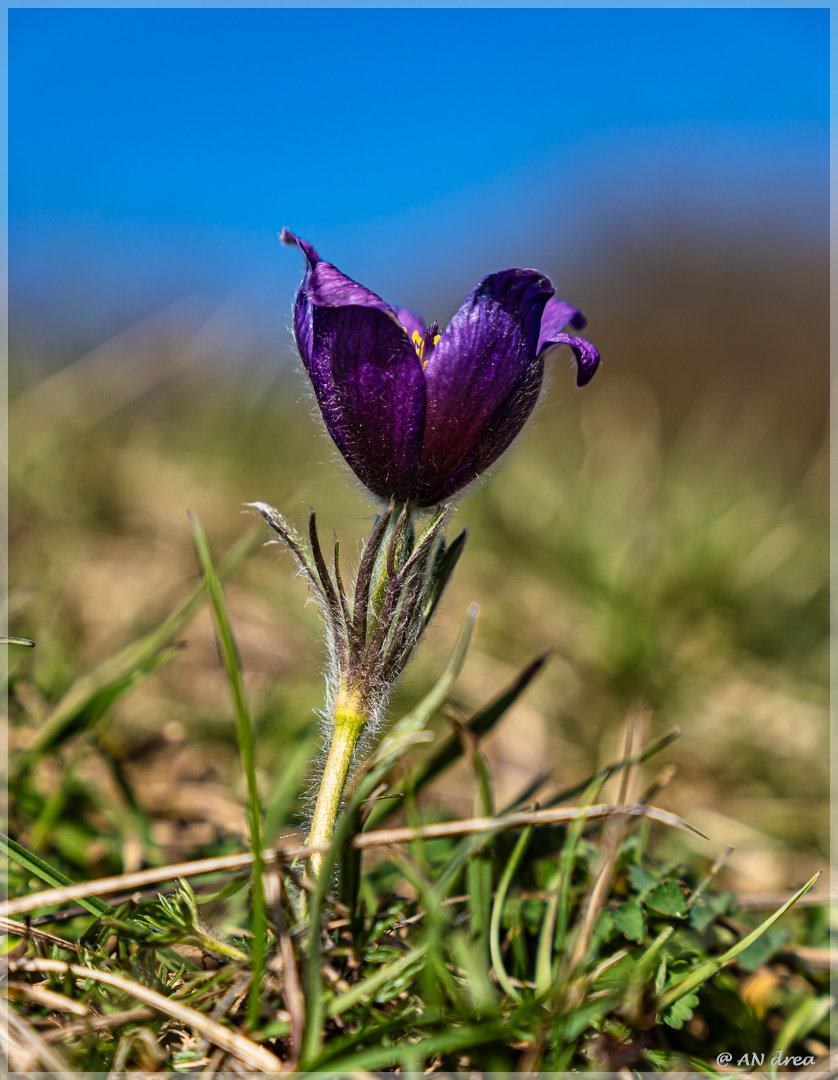 Pulsatilla vulgaris Küchenschellen in Nideggen - Muldenau