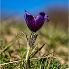 Pulsatilla vulgaris Küchenschellen in Nideggen - Muldenau