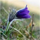 Pulsatilla vulgaris Küchenschellen in Nideggen - Muldenau