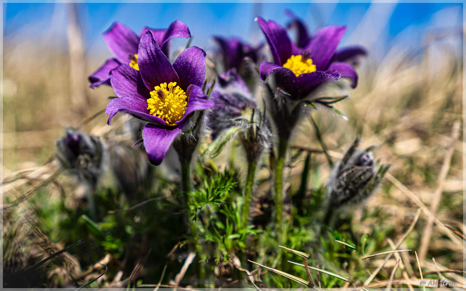 Pulsatilla vulgaris Küchenschellen in Nideggen - Muldenau