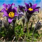 Pulsatilla vulgaris Küchenschellen in Nideggen - Muldenau