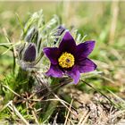 Pulsatilla vulgaris Küchenschellen in Nideggen - Muldenau