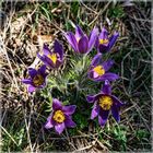 Pulsatilla vulgaris Küchenschellen in Nideggen - Muldenau