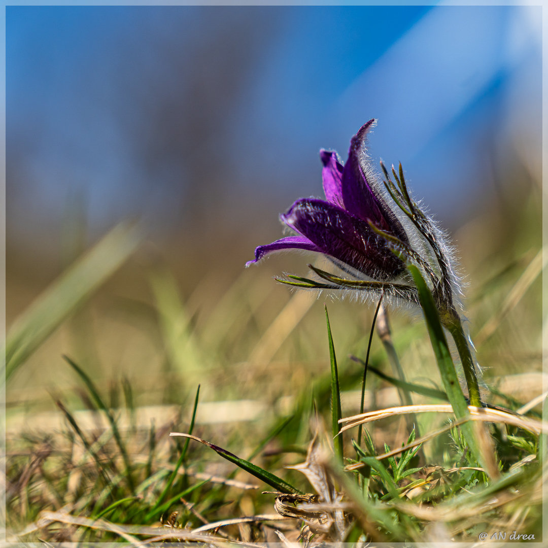 Pulsatilla vulgaris Küchenschellen in Nideggen - Muldenau