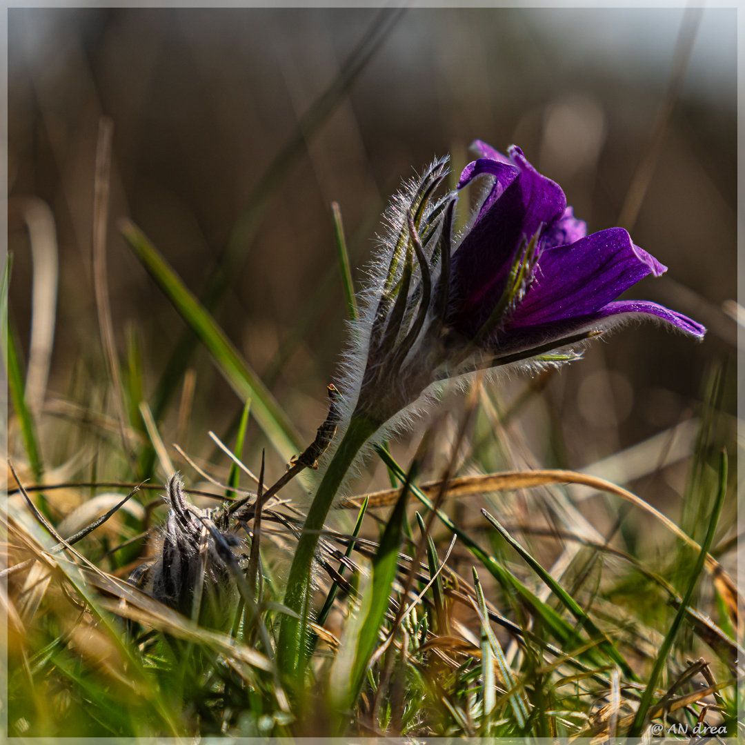 Pulsatilla vulgaris Küchenschellen in Nideggen - Muldenau