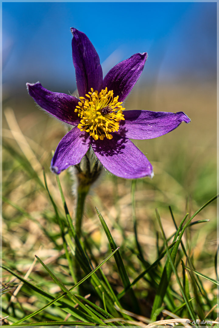 Pulsatilla vulgaris Küchenschellen in Nideggen - Muldenau