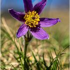 Pulsatilla vulgaris Küchenschellen in Nideggen - Muldenau