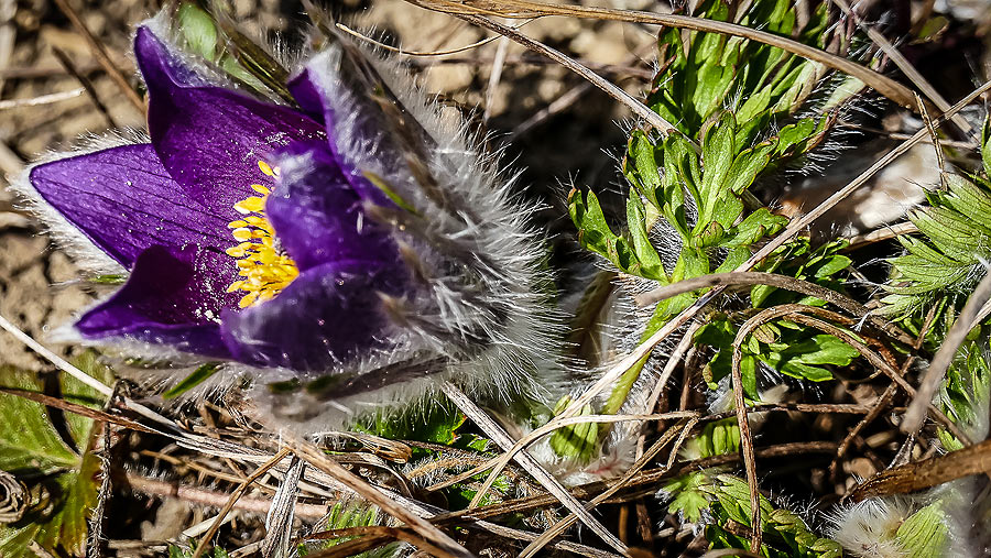 Pulsatilla-Vulgaris-Kuhschellle