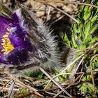 Pulsatilla-Vulgaris-Kuhschellle