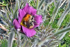 Pulsatilla vulgaris mit Hummel