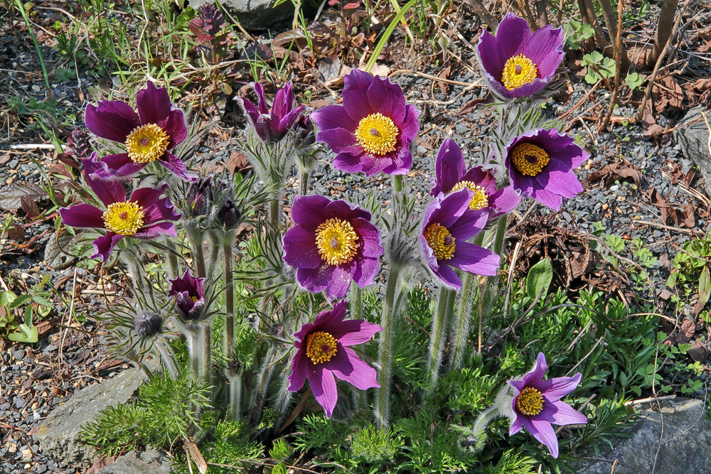 Pulsatilla vulgaris mit reichlichem Flor im Alpinum