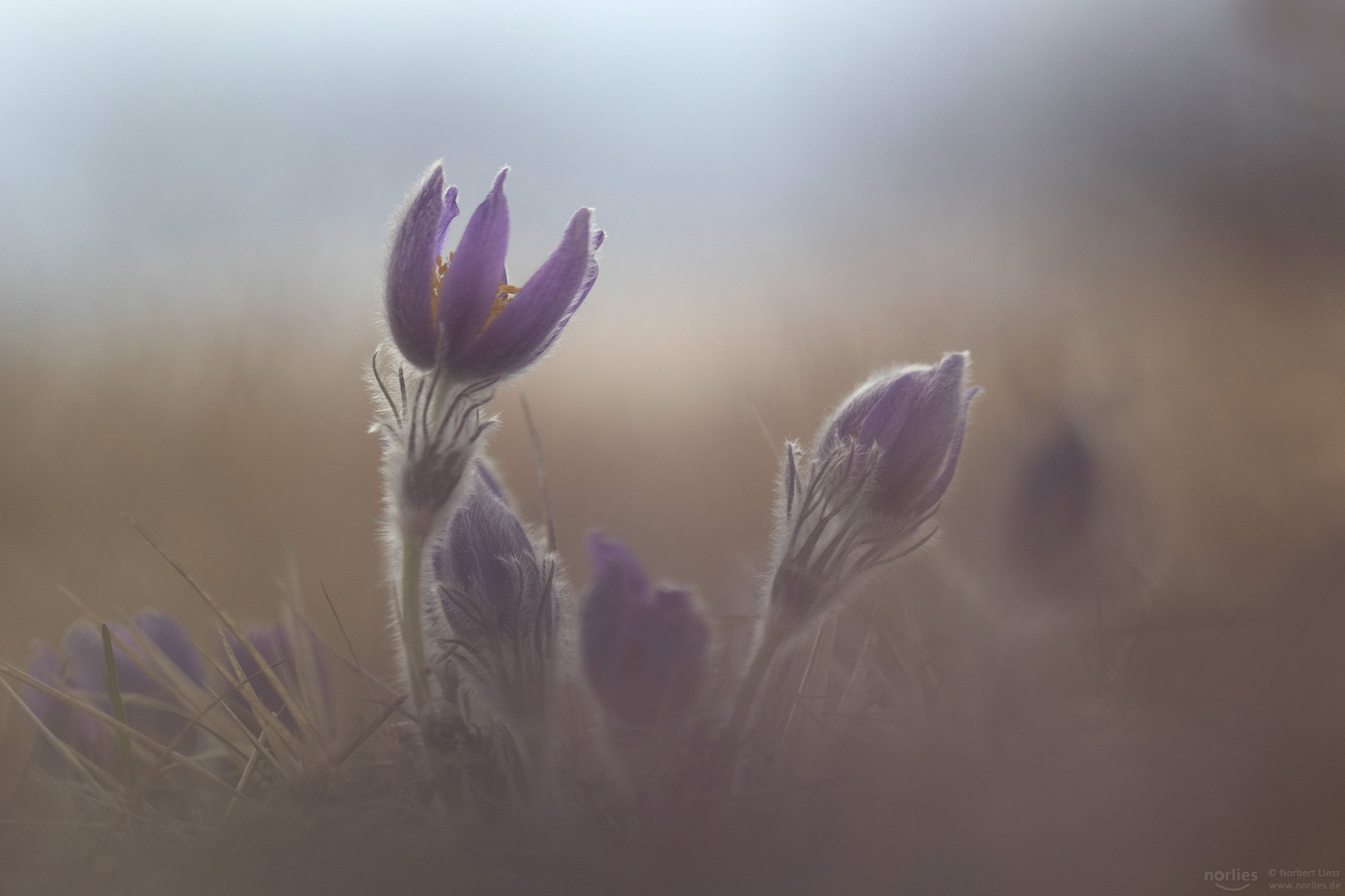 pulsatilla vulgaris mood