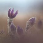 pulsatilla vulgaris mood